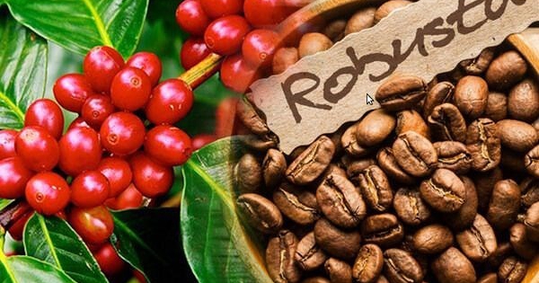 Giá cà phê phục hồi mạnh kể từ sau quyết định hoãn thuế của Mỹ