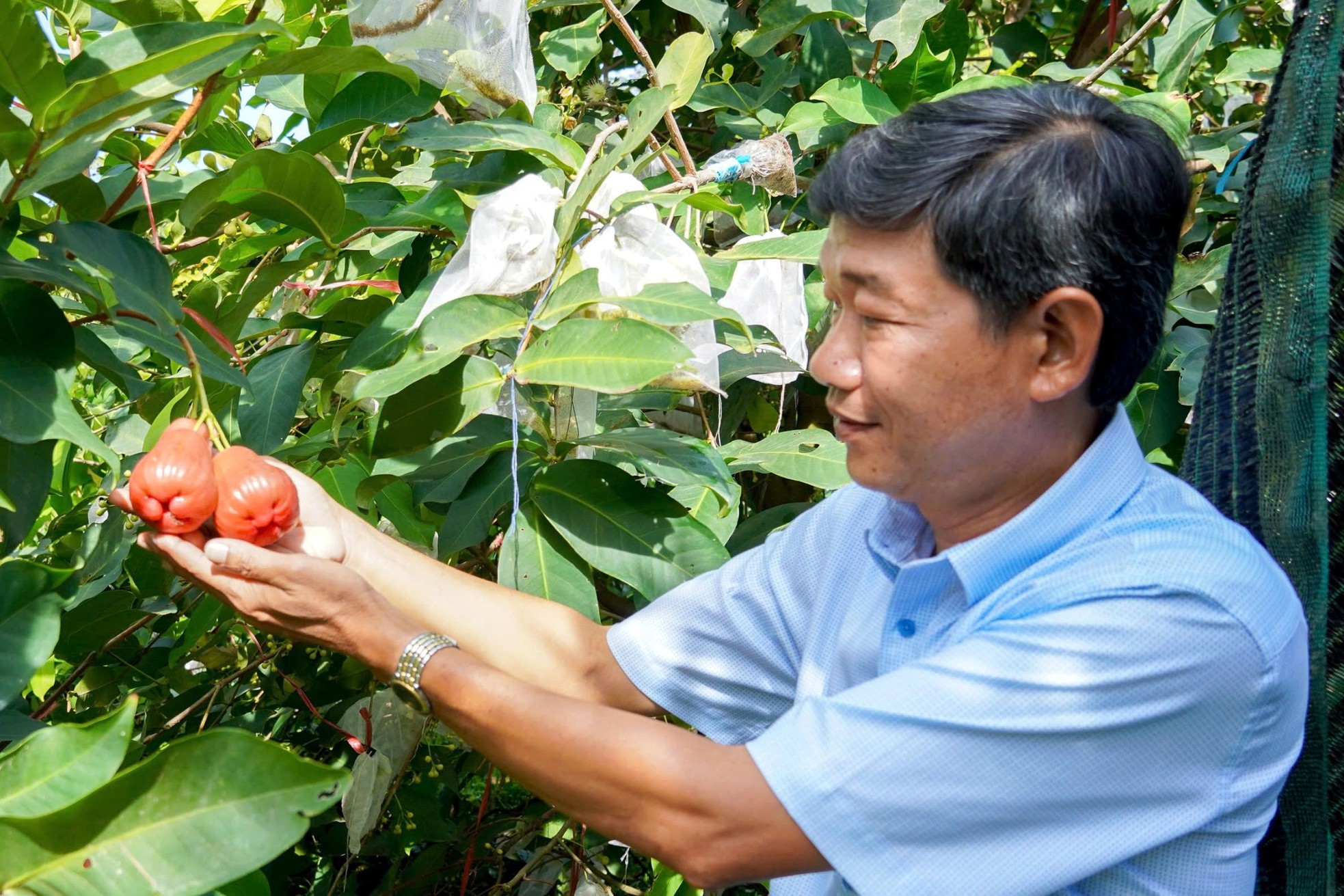 Trái mận lạ giá cao đang gây sốt