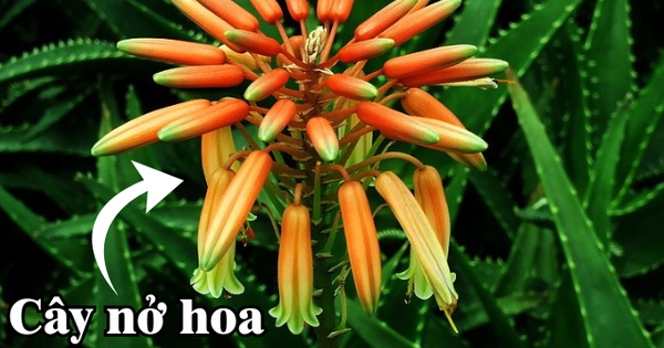 Loại cây ngàn năm không nở hoa, nhưng một khi hoa nở thì gia chủ “trúng số độc đắc”, cuộc đời rực rỡ!